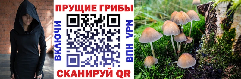 Галлюциногенные грибы Cubensis  Кувшиново 